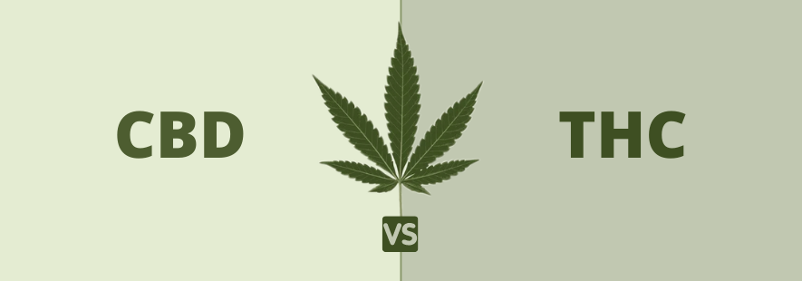 THC vs CBD